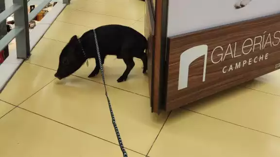 El cerdito es de la especie minipig El cerdito es de la especie minipig