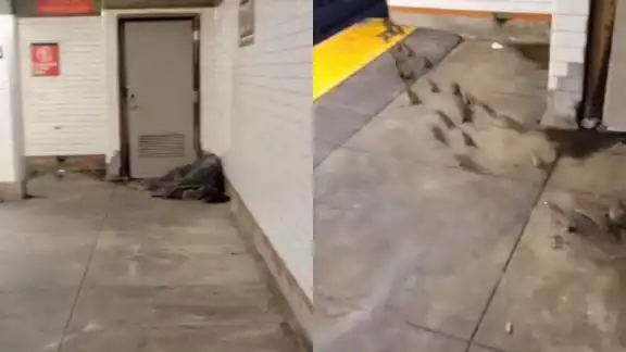 Eran cerca de 20 ratas las que dormían junto al hombre Eran cerca de 20 ratas las que dormían junto al hombre