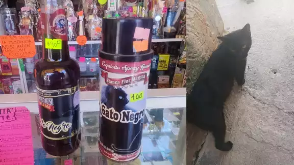 Gatos negros en Halloween