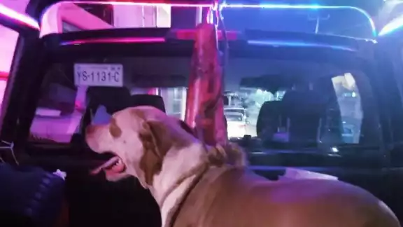 Vecinos mencionaron que probablemente el animalito estaba agresivo por estar lejos de su hogar Vecinos mencionaron que probablemente el animalito estaba agresivo por estar lejos de su hogar