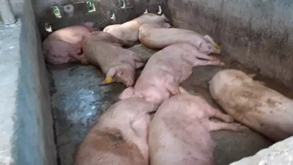 En la actualidad sólo se sacrifican de 9 a 10 puercos diarios. En la actualidad sólo se sacrifican de 9 a 10 puercos diarios.