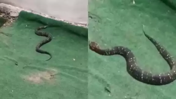 La huolpoch se encontraba en el patio de una casa en Veracruz La huolpoch se encontraba en el patio de una casa en Veracruz