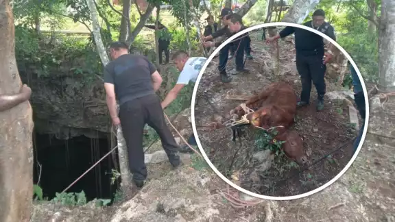 El becerro pasó varias horas dentro de un cenote en Tizimín El becerro pasó varias horas dentro de un cenote en Tizimín