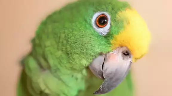 El loro hace muchas preguntas a su dueño. Foto: Especial El loro hace muchas preguntas a su dueño. Foto: Especial