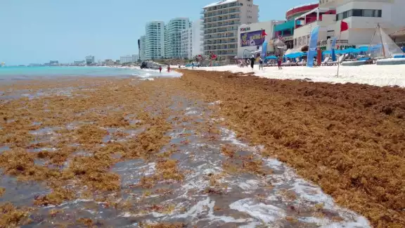 La llegada del vegetal marino inició la tarde del pasado viernes, pero se agudizó ayer, lo que impidió que se pudiera nadar