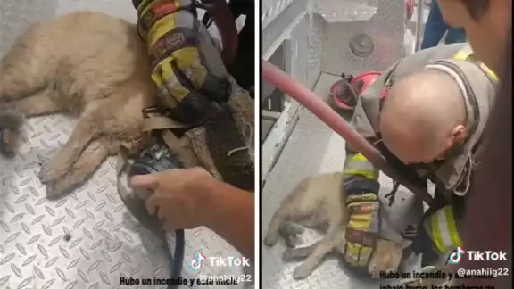 En TikTok aplaudieron la labor del bombero En TikTok aplaudieron la labor del bombero