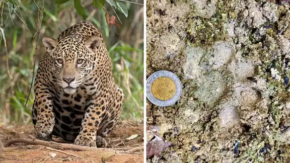 Activistas afirman que se debe proteger al felino, ya que está en peligro de extinción. Activistas afirman que se debe proteger al felino, ya que está en peligro de extinción.