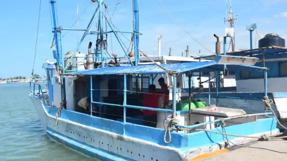 Los pescadores reciben un pago de 35 pesos por kilo, cuando en la temporada pasada lo vendían a sus patrones en 50 pesos Los pescadores reciben un pago de 35 pesos por kilo, cuando en la temporada pasada lo vendían a sus patrones en 50 pesos