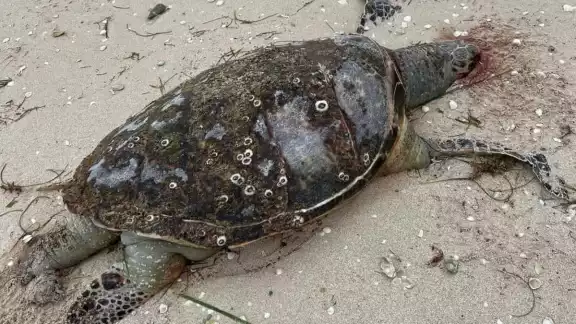 La protectora de la fauna marina lamentó que el puerto no cuenta con especialistas en temas ecológicos que brinden ayuda y atención cuando se requiere
