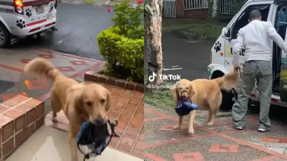 Los videos de Rocky superan los miles de me gusta en TikTok Los videos de Rocky superan los miles de me gusta en TikTok