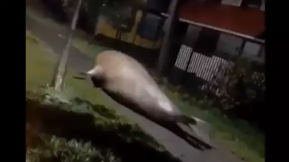 En redes se han compartido grabaciones de la zona de desastre en Florida En redes se han compartido grabaciones de la zona de desastre en Florida