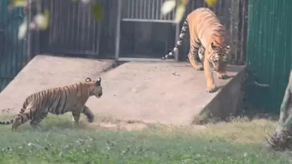 En La India hay un registro de más de 3 mil tigres En La India hay un registro de más de 3 mil tigres
