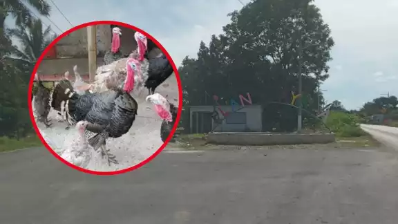 Desde hace dos meses se han estado dando a conocer el robo de pavos y gallinas en Sabancuy Desde hace dos meses se han estado dando a conocer el robo de pavos y gallinas en Sabancuy