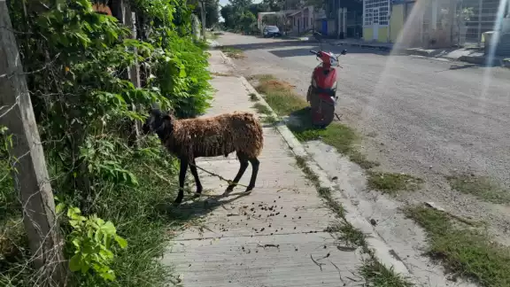 El dueño hace caso omiso a las peticiones de encerrar al borrego
