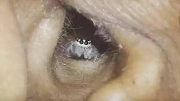 En el video se puede ver como la araña tiene hecho su nido En el video se puede ver como la araña tiene hecho su nido