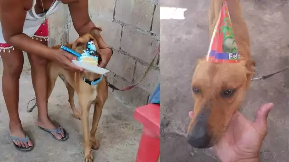 Así fue festejado el perrito Teiron Así fue festejado el perrito Teiron