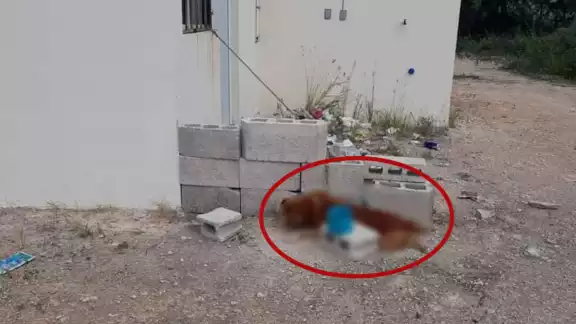Estaba en una propiedad ubicada en Las Américas II
