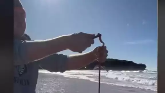 No es un pez, pero sí podrías encontrarlo en la playa. Foto: Especial No es un pez, pero sí podrías encontrarlo en la playa. Foto: Especial