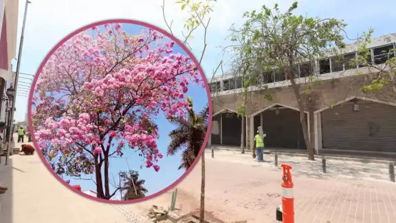 Serán 150 árboles de Maculís rosa en el Corredor Turístico de Mérida Serán 150 árboles de Maculís rosa en el Corredor Turístico de Mérida
