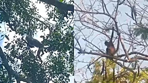 Son varios monos que han sido vistos en los árboles de Dzidzantún Son varios monos que han sido vistos en los árboles de Dzidzantún