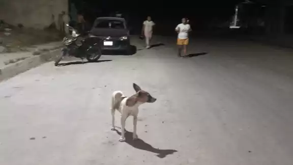 Pese a que vecinos señalaron a los dueños del can, estos dijeron que no era suyo Pese a que vecinos señalaron a los dueños del can, estos dijeron que no era suyo