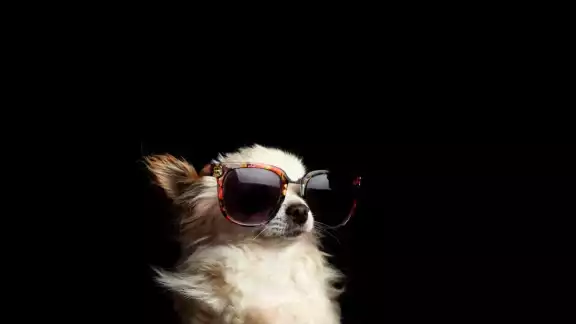 En esta temporada de calor mantén hidratada a tu mascota y lejos del rayo del sol En esta temporada de calor mantén hidratada a tu mascota y lejos del rayo del sol