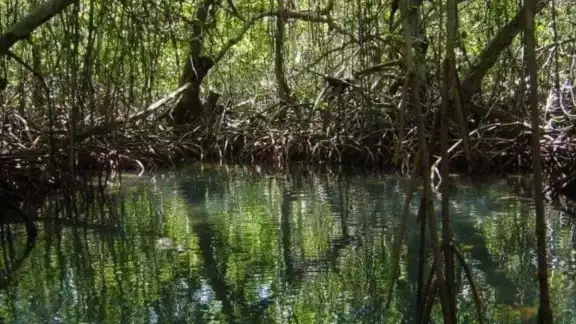 El carbono azul tiene una gran importancia para enfrentar al cambio climático El carbono azul tiene una gran importancia para enfrentar al cambio climático