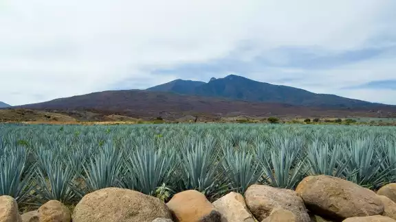 Esta bebida tiene sus orígenes en el siglo XVI, en Tequila, Jalisco Esta bebida tiene sus orígenes en el siglo XVI, en Tequila, Jalisco