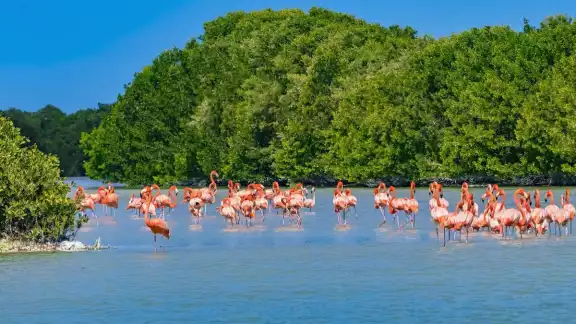 La costa de la entidad está integrada por 378 kilómetros, que va desde Celestún hasta Tizimín, la La costa de la entidad está integrada por 378 kilómetros, que va desde Celestún hasta Tizimín, la