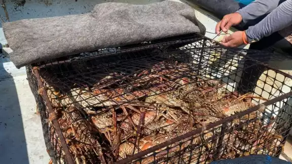 Restaurantes buscan soluciones para mantener viva esta delicia marina y satisfacer la demanda de los exigentes turistas en busca de platillos frescos Restaurantes buscan soluciones para mantener viva esta delicia marina y satisfacer la demanda de los exigentes turistas en busca de platillos frescos