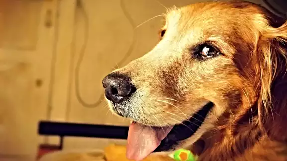 Aquí algunos signos que te van a ayudar a reconocer si tu perro está contento o no. Foto: Pixabay