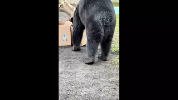 En el video se puede ver como el oso Kenai avanza para tomar una de las cajas y determina su predicción En el video se puede ver como el oso Kenai avanza para tomar una de las cajas y determina su predicción