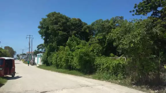 Piden al Ayuntamiento multar a los dueños de los lotes y mandar a limpiar Piden al Ayuntamiento multar a los dueños de los lotes y mandar a limpiar