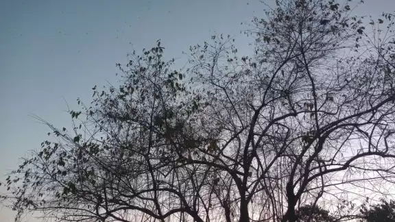 Así terminaron los árboles en el colegio Así terminaron los árboles en el colegio