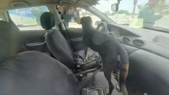 El perro fue olvidado por una pareja de abuelitos El perro fue olvidado por una pareja de abuelitos
