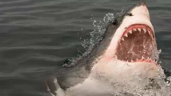 El pescador se encontraba a 500 metros de la costa. Foto:Especial El pescador se encontraba a 500 metros de la costa. Foto:Especial