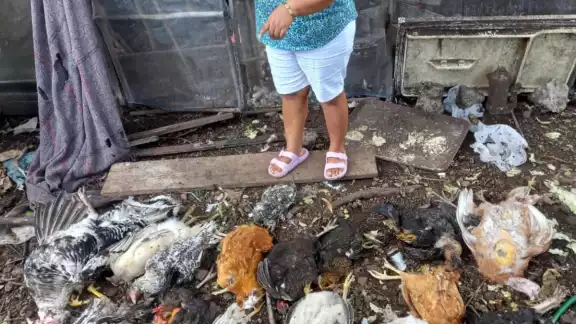 Los propietarios de los animales contactaron a las asociaciones, que reforzaron el gallinero para evitar más ataques. Los propietarios de los animales contactaron a las asociaciones, que reforzaron el gallinero para evitar más ataques.
