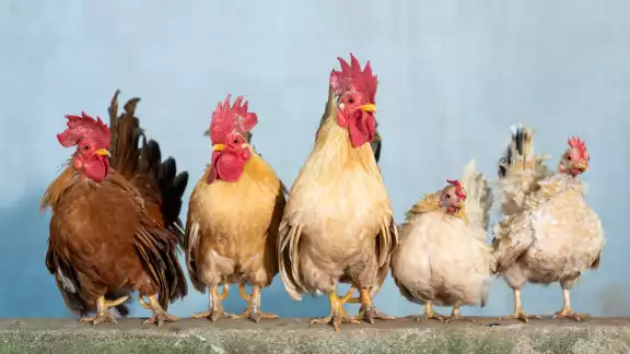 El problema se está acrecentando y ya es de preocupar. Foto: Especial El problema se está acrecentando y ya es de preocupar. Foto: Especial