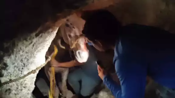 Las labores de rescate fueron un éxito y el cuadrúpedo permanece en observación para descartar que haya sufrido heridas internas Las labores de rescate fueron un éxito y el cuadrúpedo permanece en observación para descartar que haya sufrido heridas internas