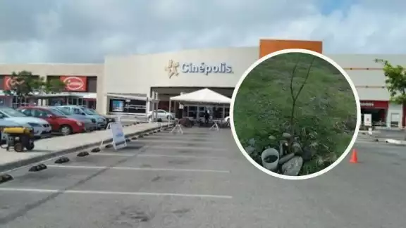 La joven asegura que ha visto que mucha gente le pasa encima y le quita sus hojas La joven asegura que ha visto que mucha gente le pasa encima y le quita sus hojas