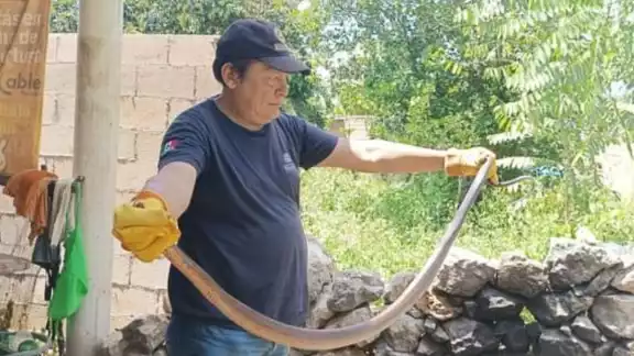 La serpiente Ekuneil no es venenosa, pero entre las más grandes de la Península de Yucatán