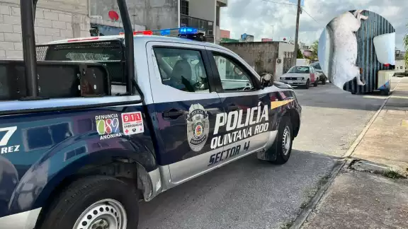 Se pidió el apoyo de protección animal, pero no llegó Se pidió el apoyo de protección animal, pero no llegó