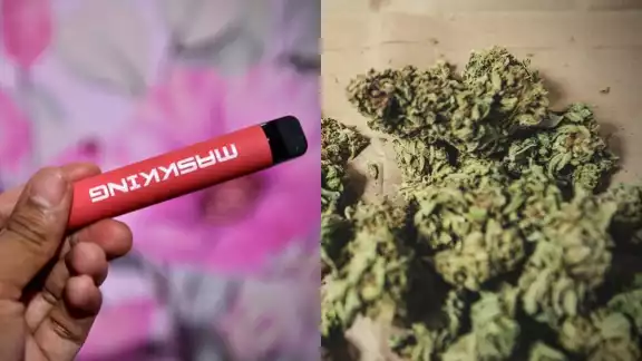 Los vapeadores y la marihuana quedó a disposición de las autoridades de Campeche Los vapeadores y la marihuana quedó a disposición de las autoridades de Campeche