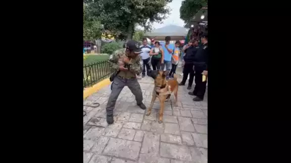 Es de mencionar que Santiago Uicab Uicab, se dedica desde hace muchos años al entrenamiento de perros Es de mencionar que Santiago Uicab Uicab, se dedica desde hace muchos años al entrenamiento de perros