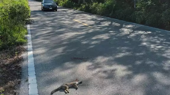 Los parcelarios comentaron que tanto en temporada de seca como de lluvia, la fauna suele moverse por los montes Los parcelarios comentaron que tanto en temporada de seca como de lluvia, la fauna suele moverse por los montes