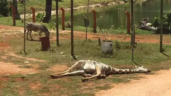 La jirafa perdió la vida debido a una enfermedad que presentaba La jirafa perdió la vida debido a una enfermedad que presentaba