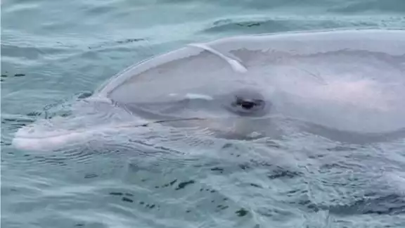 Los delfines no solo sufren por el maltrato, si no separación de sus crías Los delfines no solo sufren por el maltrato, si no separación de sus crías