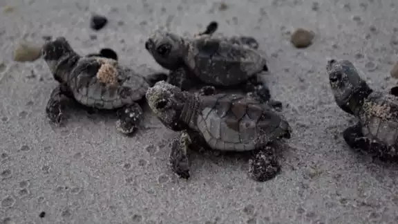 Se esperan mantener las cifras promedio de Playa Bonita,