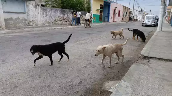Yucatán es el ejemplo número uno en todo el país, con todas las acciones que está haciendo para erradicar el abandono de perros y gatos Yucatán es el ejemplo número uno en todo el país, con todas las acciones que está haciendo para erradicar el abandono de perros y gatos