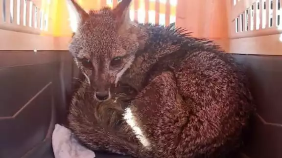 La zorra gris fue hallada en la alcaldía Venustiano Carranza La zorra gris fue hallada en la alcaldía Venustiano Carranza